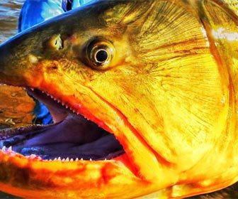 Espectacular pez dorado argentino
