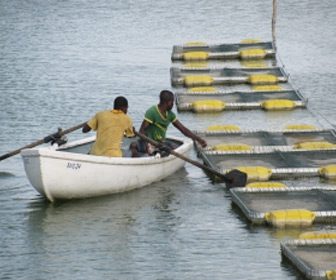 FAO situacion sector pesquero mundial
