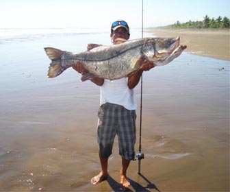 Pesca robalos en playa o costa