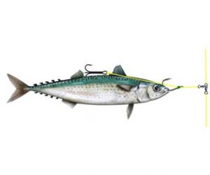 PESCA al VIVO 】Tipos de Carnada y Montajes - EsPesca