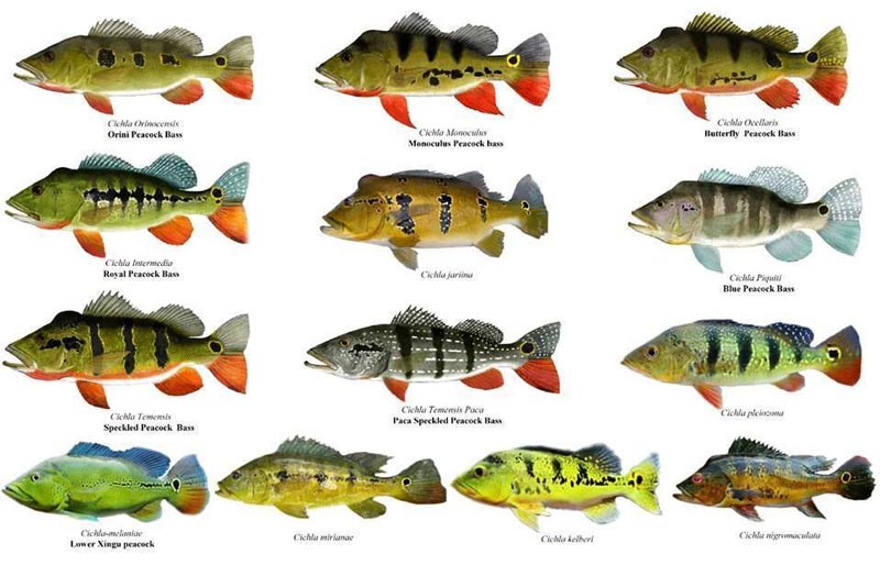 Todas las especies del pez tucunare