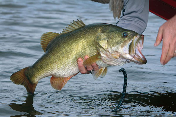 Pescar en Otoño, 5 especies que podrás capturar en esta época del año