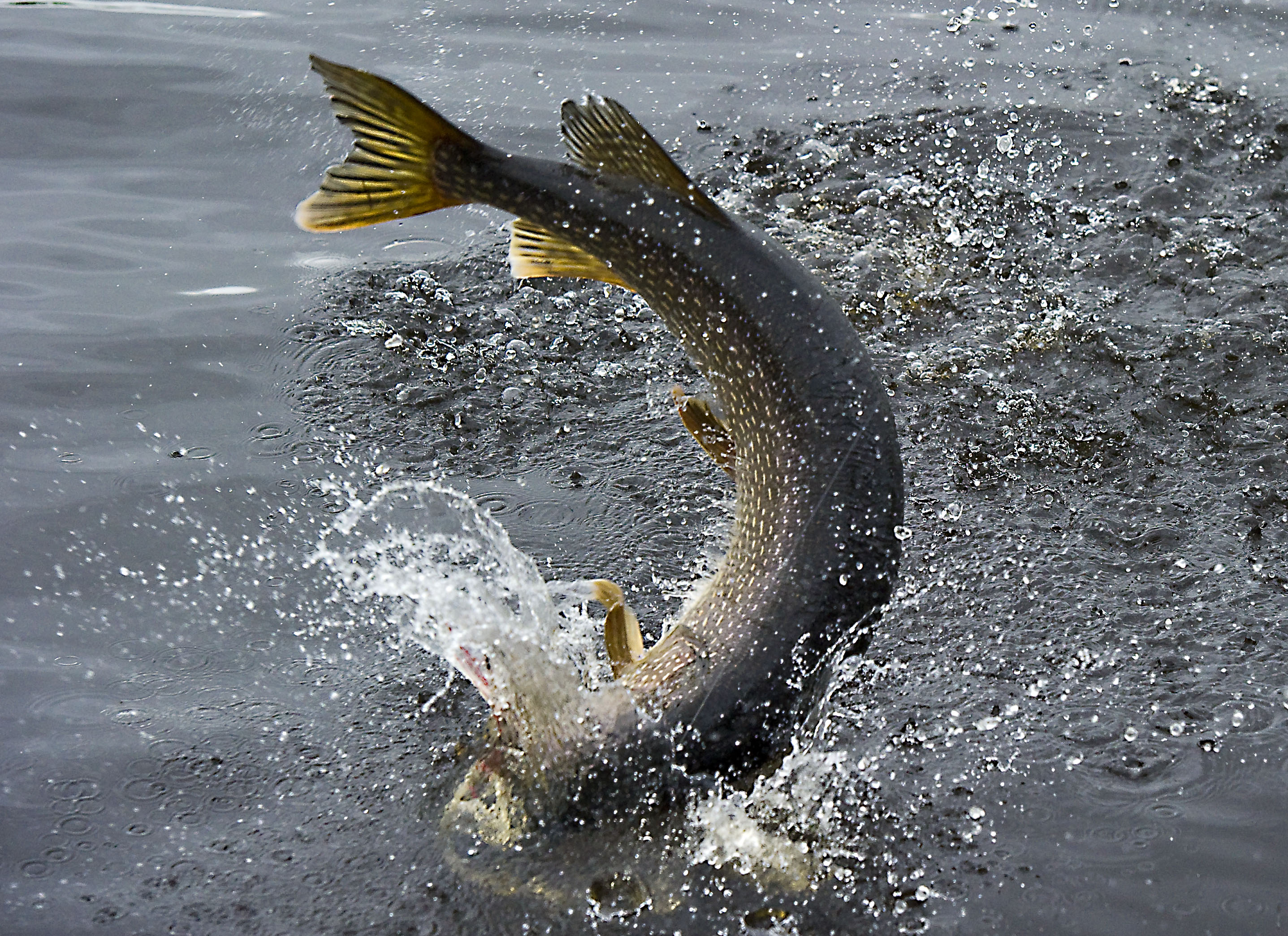 Pescar en Otoño, 5 especies que podrás capturar en esta época del año