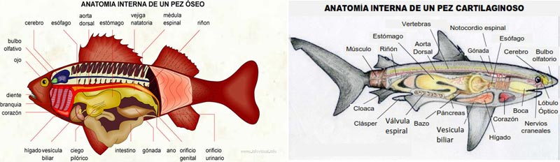Anatomia peces oseos y cartilaginosos