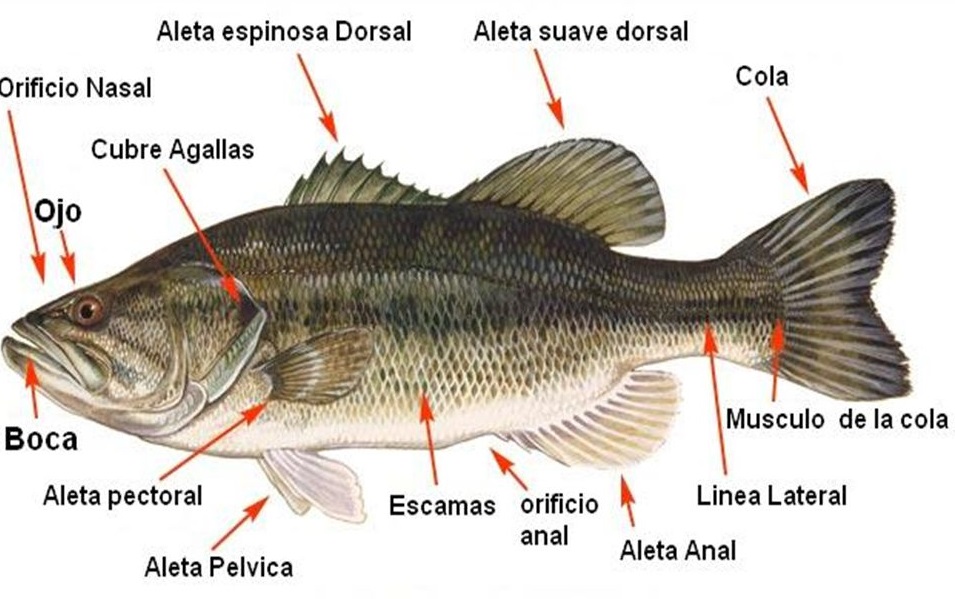 Cuales son los órganos sensoriales de los peces - Todo para la pesca (1)