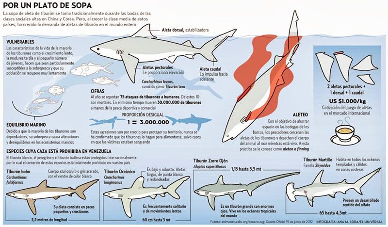 Infografia Trafico aletas de tiburon