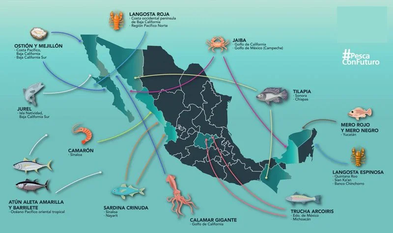 Best species to fish in Mexico and where