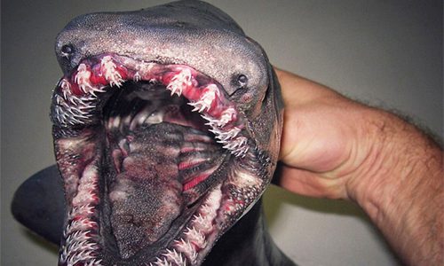 Monstruo tiburón de gorguera