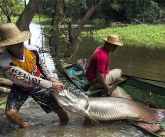 Pesca de pirarucú en Perú