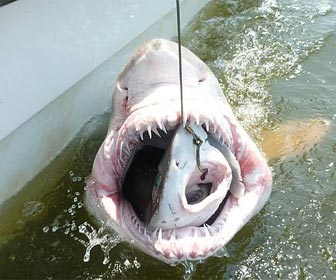 Pesca tiburon dentro de otro mas grande