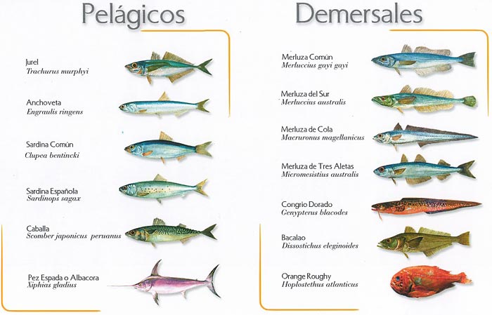 Tabla especies peces pelágicos y demersales