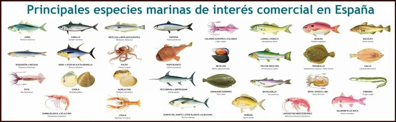 Types of fish species of fishing interest in Spain