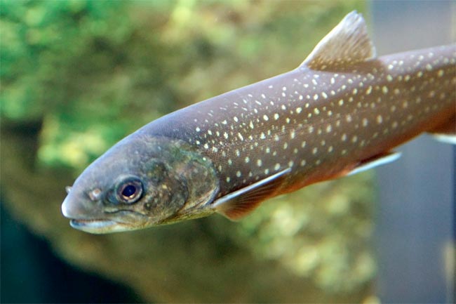 Las 5 mejores especies de peces para pescar en verano